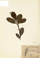 藏品(厚葉石斑木)的圖片